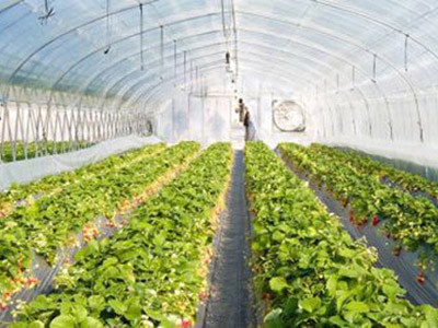 Rau xanh trồng trên sao Hoả