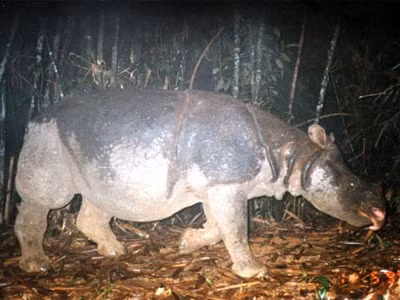 Sừng tê giác đắt hơn vàng