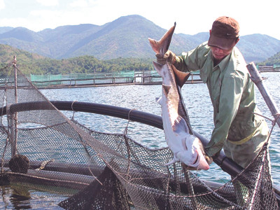 Cá tầm Trung Quốc “bay” lậu?