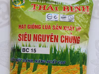 Vụ giống lúa BC15 giả: Không liên quan lúa lép ở các tỉnh