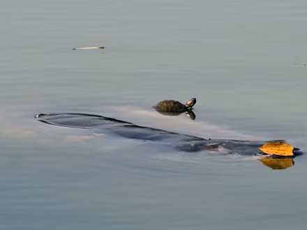 Hồ Gươm sắp thành 'vương quốc' rùa tai đỏ
