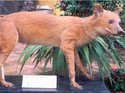 Tin mãnh thú ở Quảng Ngãi vẫn chỉ là đồn đoán