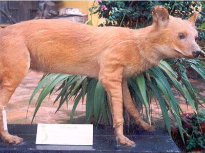 Tin mãnh thú ở Quảng Ngãi vẫn chỉ là đồn đoán