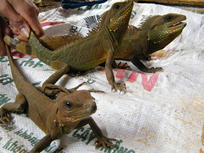 Kỳ tôm bị sập bẫy