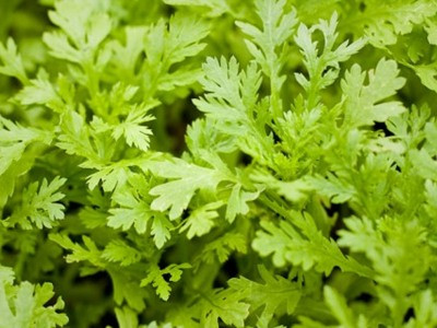 Những loại rau giúp hạ huyết áp