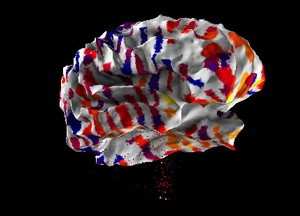 Tiết lộ bản đồ não người đầu tiên của thế giới