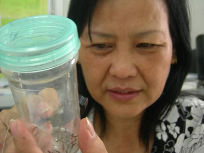 'Hung thần' kiến ba khoang đổ bộ Hà Nội