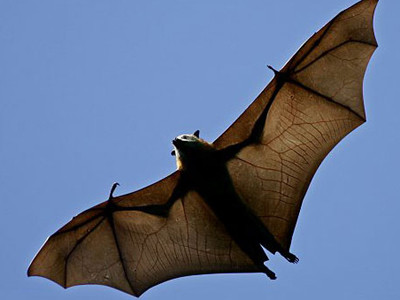 Dơi 'đại náo' máy bay