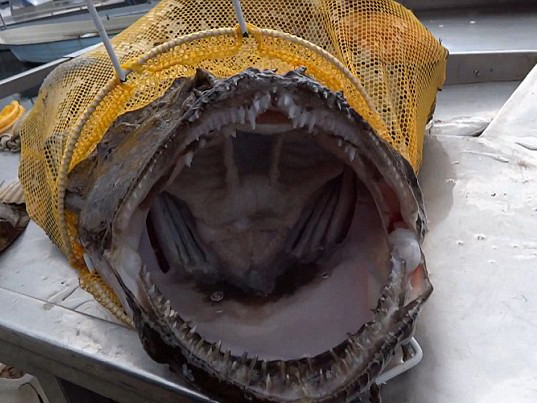 Bắt được cá khủng ở Na Uy