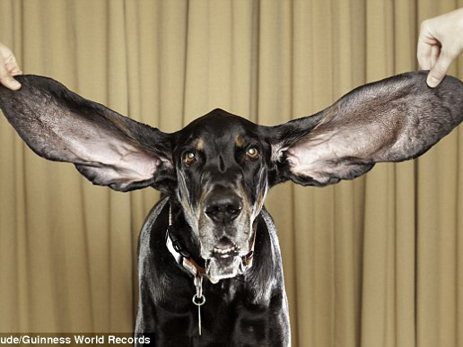 Chú chó có đôi tai dài nhất thế giới