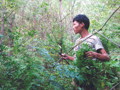 Chảy máu dược liệu