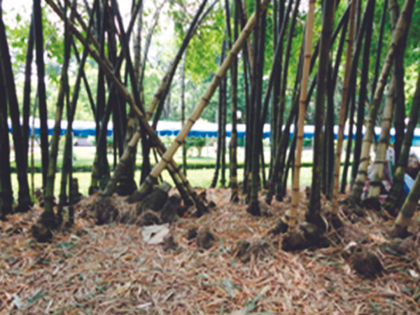 Tre bị nổi gốc do thời gian, nhiều cây già và chết khô