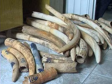 Cán bộ thi hành án trộm hơn 2 tạ ngà voi