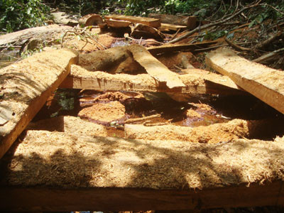 Trùm lâm tặc là em trai Hạt trưởng Kiểm lâm