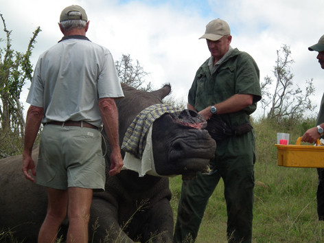 Việt Nam tiêu thụ nhiều sừng tê giác?