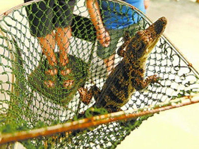 Tìm thấy cá sấu ở bể bơi công cộng