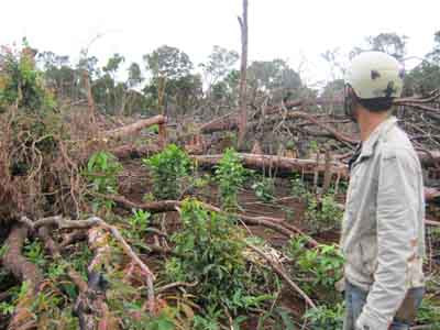 Gần 1.600 ha rừng trồng “bốc hơi” !