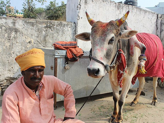 Con bò có chiếc chân thứ 5 kì diệu giúp sinh con trai