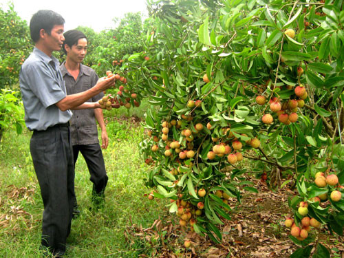 Ồ ạt thu mua lá vải thiều