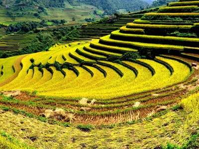 Mùa vàng lưng chừng trời