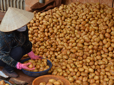 Truy nguồn khoai tây nhiễm độc