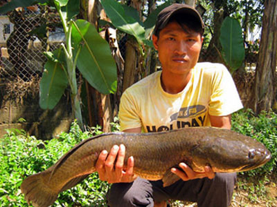 Lũ lượt xem cá lóc nặng 10kg