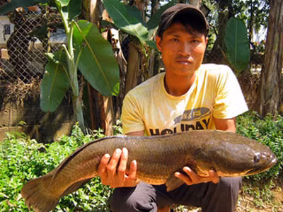 Lũ lượt xem cá lóc nặng 10kg