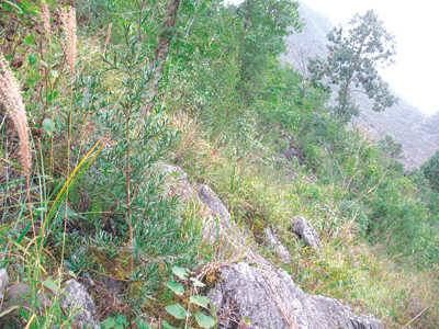 Thương lái Trung Quốc tàn sát cây quý đường biên