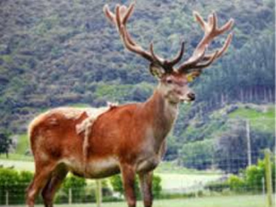 Cách sử dụng nhung hươu