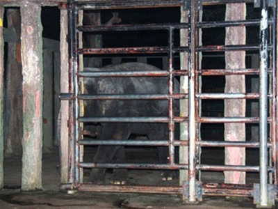 Con voi vật chết nhân viên vườn thú