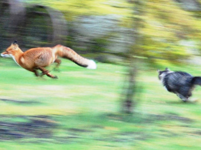 Ảnh động vật kỳ lạ, hài hước nhất năm 2010