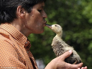 'Bà mẹ bất đắc dĩ' của tám chú vịt con
