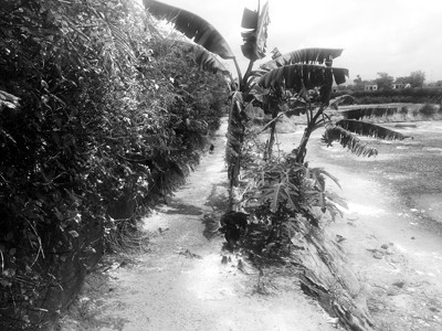 Cúm A H5N1 xuất hiện tại Móng Cái