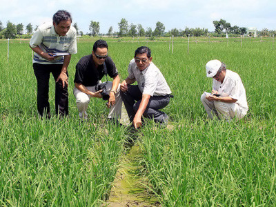 Xây dựng nông thôn mới từ lúa thơm, cảng biển