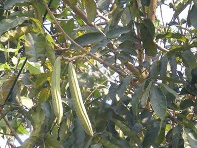 Cây núc nác chống viêm da, trị ho viêm họng