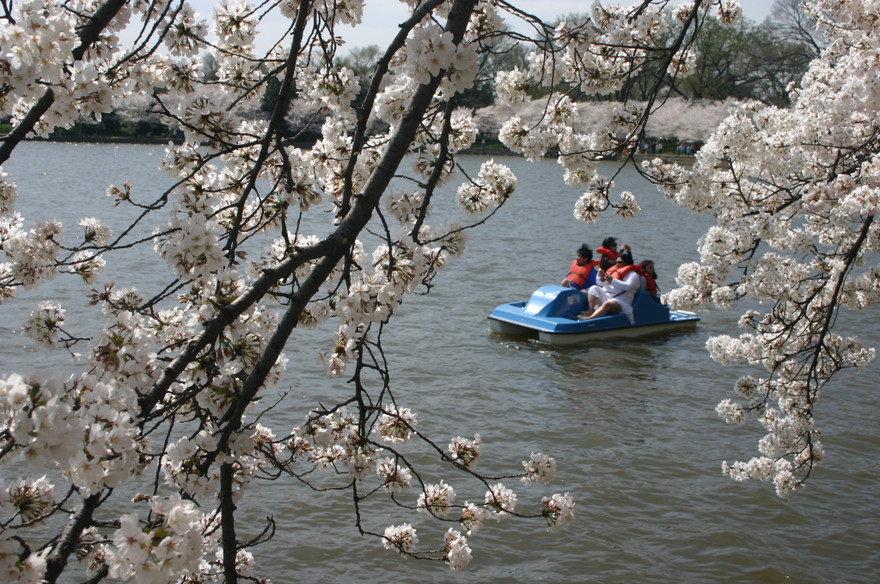 Xem hoa anh đào ở Washington