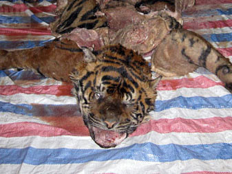 Xẻ thịt hổ dã man trong bóng tối