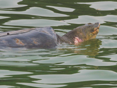 Chốt phương pháp cứu 'cụ Rùa' vào 25-2