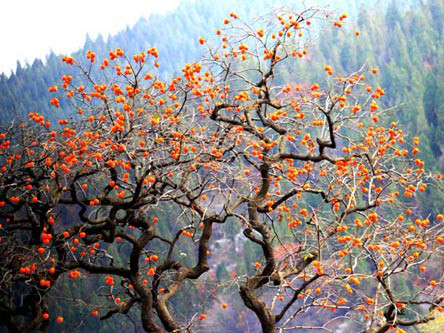 Rực rỡ thiên đường hồng chín ở Thanh Châu