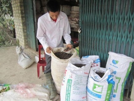 Thương lái Trung Quốc mua đủ thứ lạ đời