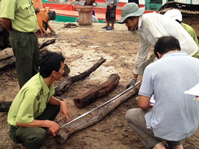 Tạm giữ tàu chở gỗ trắc tại Cảng Năm Căn thêm 23 ngày