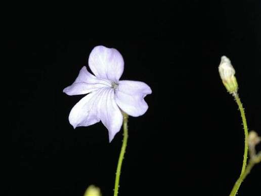 Cây ăn giun đất để tồn tại