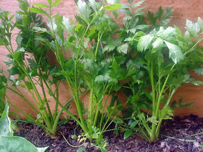 Mắc sỏi thận vì dùng rau ngò tây lọc thận