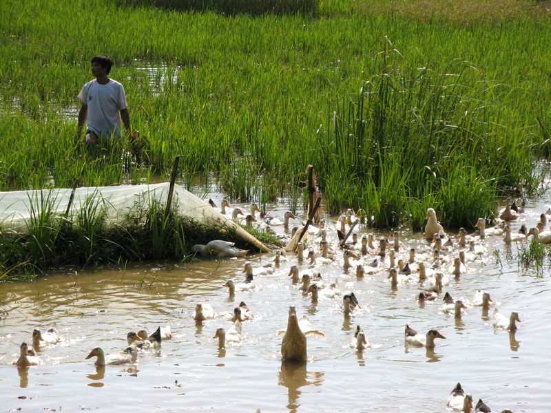 Dịch cúm gia cầm trên đàn vịt chiếm hơn 80% Ảnh: Phạm Anh