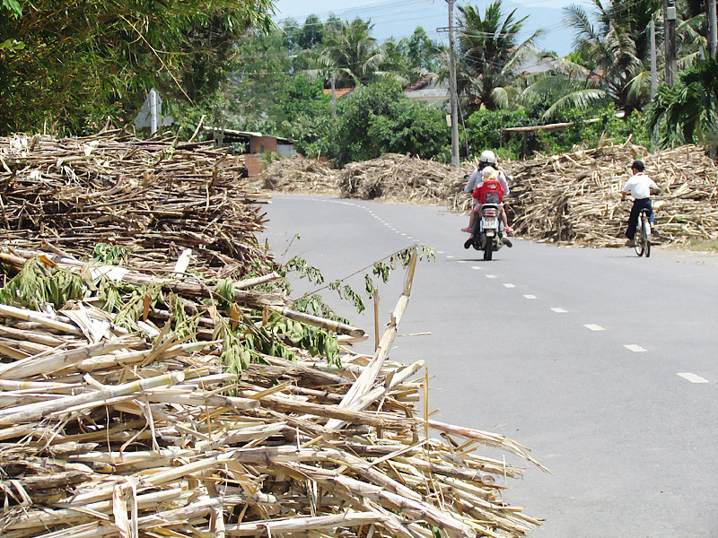 Không có xe chở, mía đã chặt nằm khô héo đầy đường