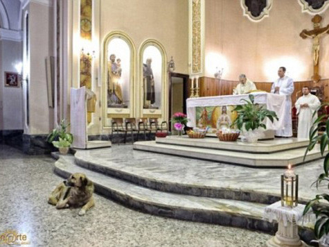 Chó cho đi lễ thay chủ nhân đã mất