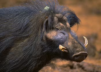 Mãnh thú là … lợn rừng !