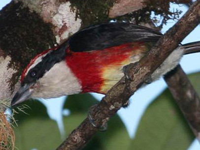 Phát hiện loài chim lạ màu sắc sặc sỡ