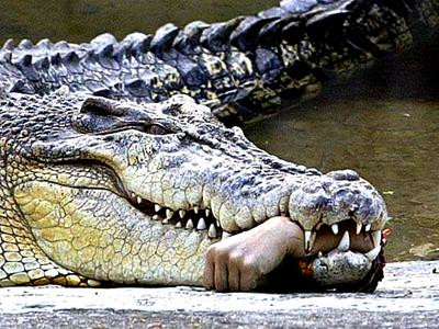 "Họa kép" vì cho cá sấu ăn