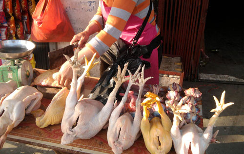 Dễ mua phải gà già 'đội lốt' gà Đông Tảo